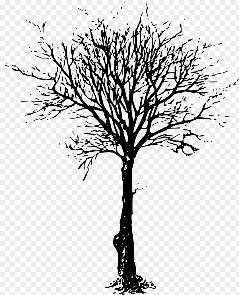 Dead Tree Branch Drawing Clip Art PNG