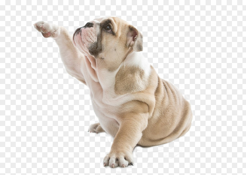 Funny Bulldog Therapy Dog Puppy Cat Pet PNG