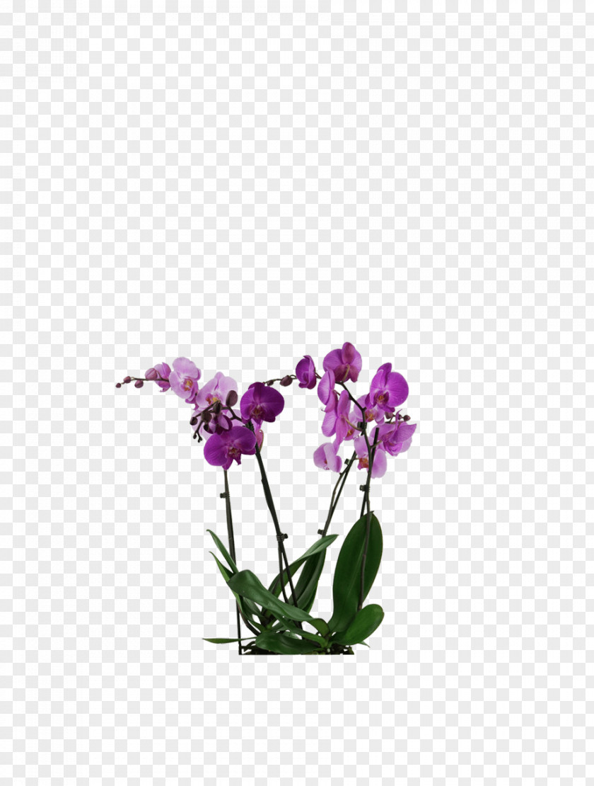 Schmetterlingsorchidee Moth Orchids Plants Cut Flowers Plant Stem PNG