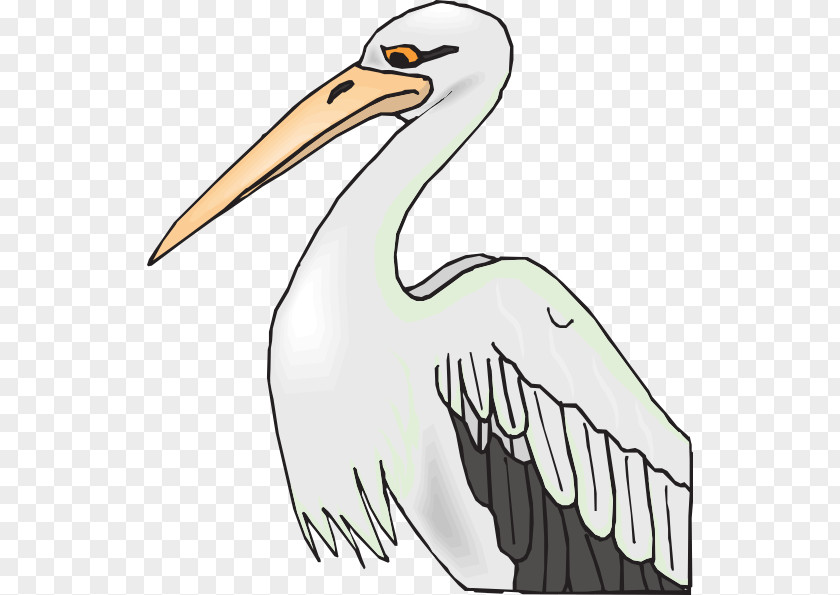 Sharp Cliparts Brown Pelican Bird American White Coloring Book Clip Art PNG