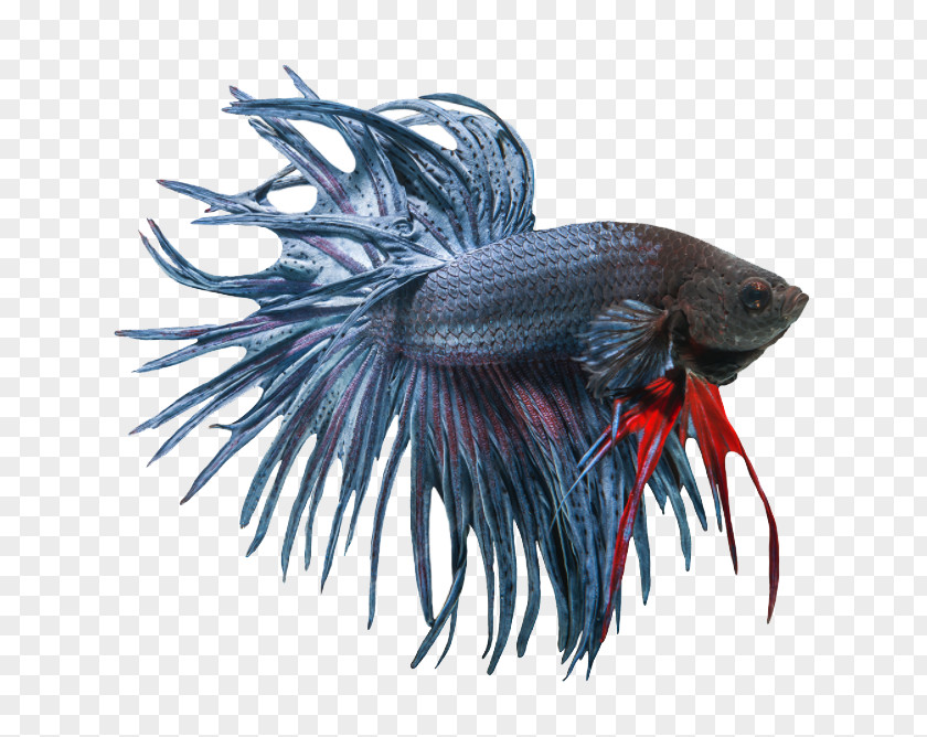 Urban Tails Pet Supply Siamese Fighting Fish Veiltail Butterfly Koi PNG