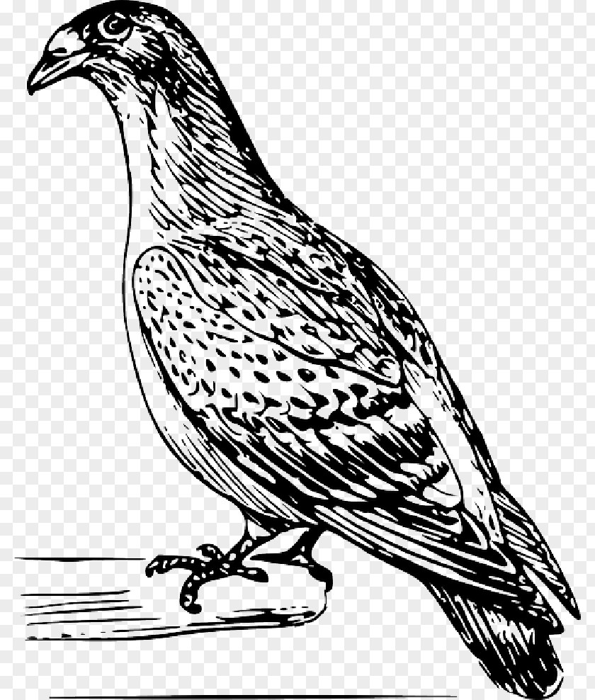 Bird Feathers Pigeons And Doves Homing Pigeon Drawing English Carrier Vector Graphics PNG