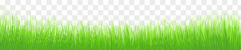 Cliparts Grass Border Wheatgrass Green Leaf Plant Stem Wallpaper PNG