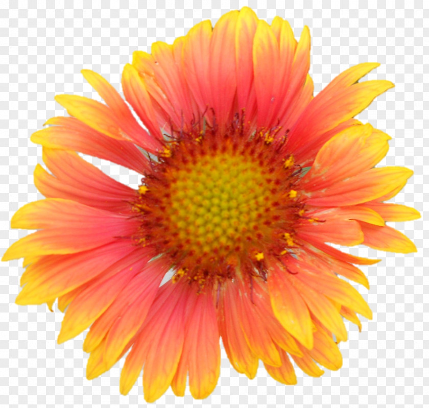 Flower Common Daisy Gerbera Jamesonii Clip Art PNG