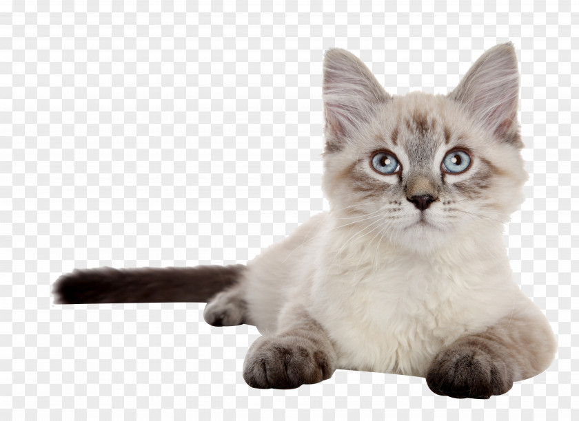 Tummy Siamese Cat Siberian Kitten Dog Puppy PNG