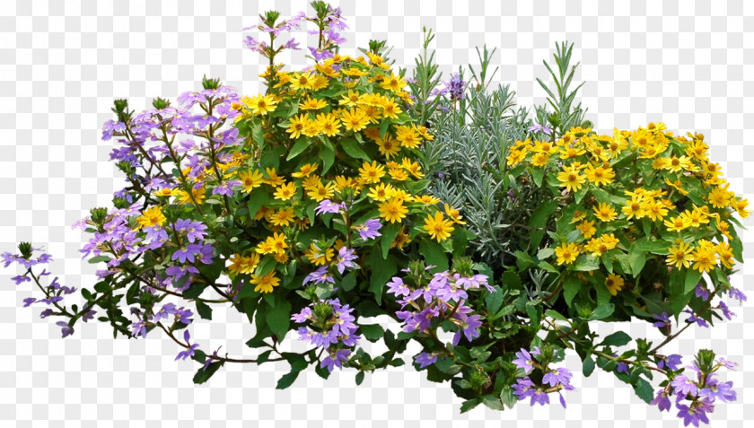 Bushes Flower Plant Shrub PNG
