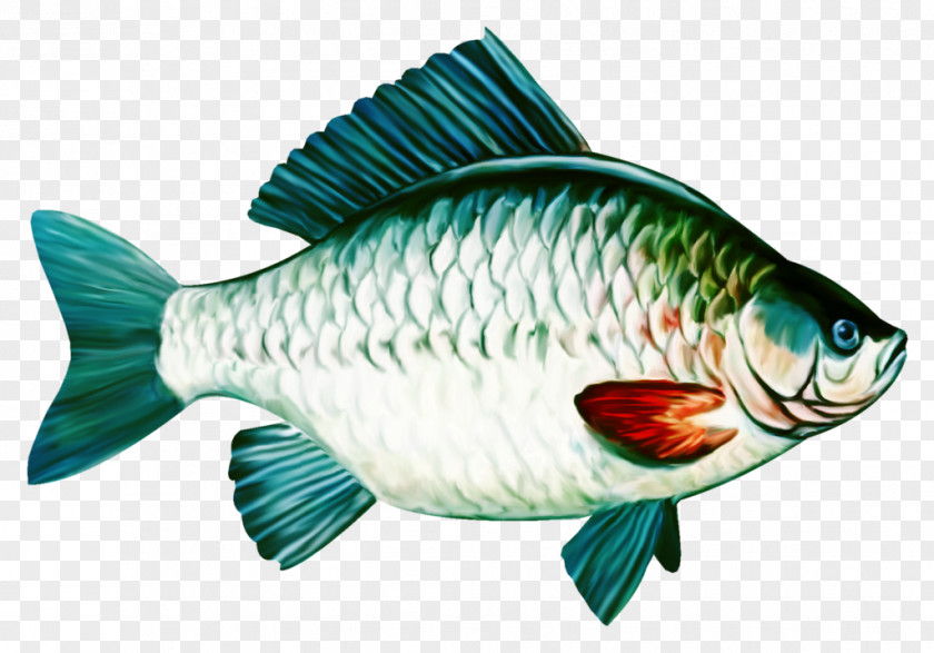 Fish Common Carp Tilapia Drawing PNG