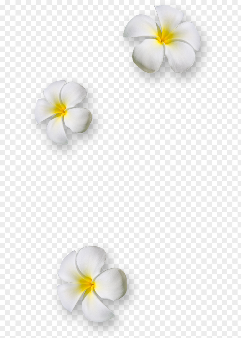 Flower Petal Download Clip Art PNG