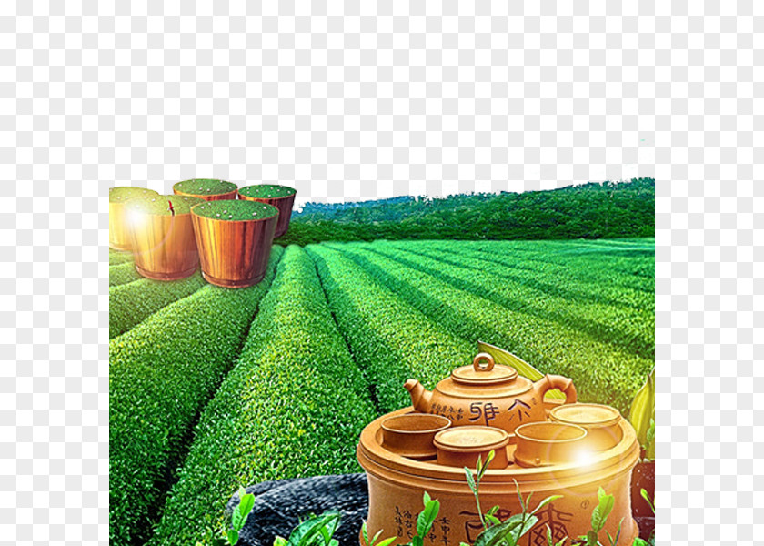 Green Tea Garden PNG