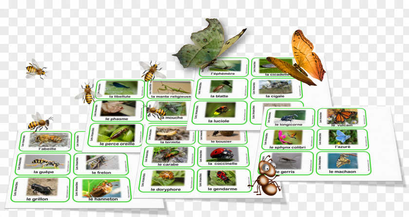 Organism Nomenclature Biodiversity Language 0 PNG