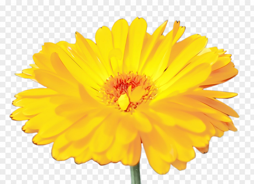 Perennial Plant Tagetes Blossom Background PNG