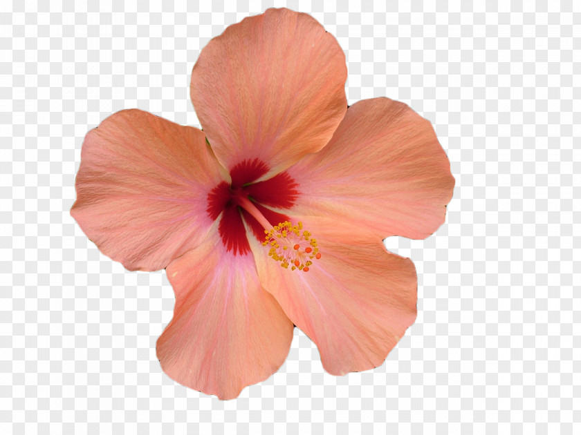 Pink Hibiscus Flower Stock Photography Stock.xchng Clip Art PNG