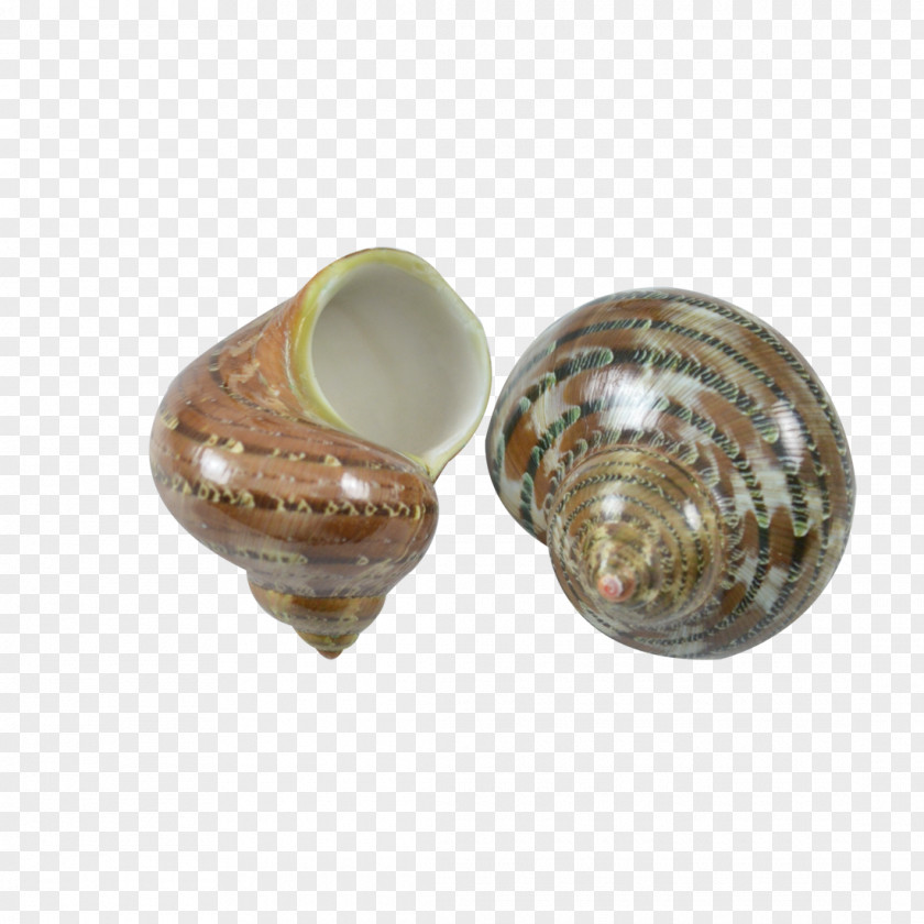 Seashell Turbo Petholatus Sarmaticus Marmoratus Snail PNG