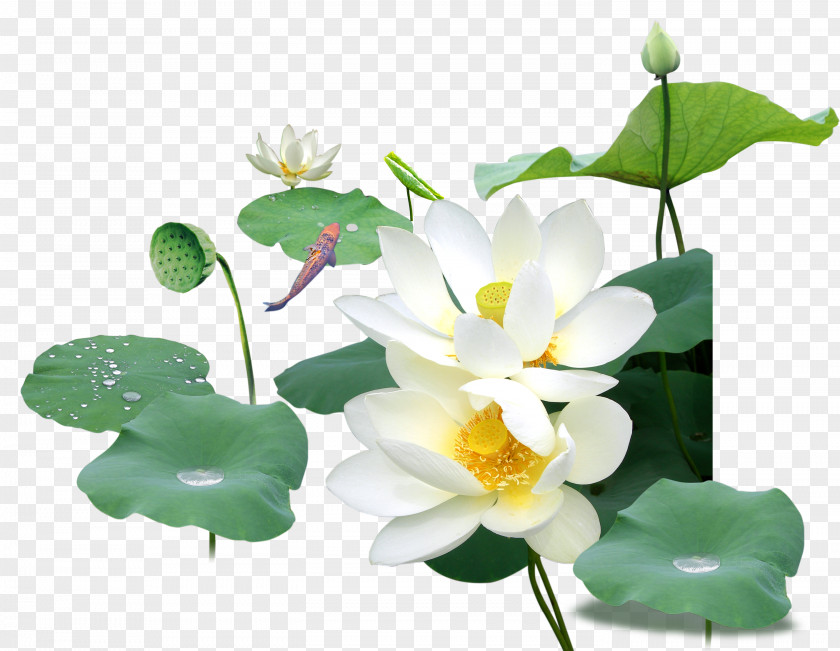 White Lotus Nelumbo Nucifera Raster Graphics PNG