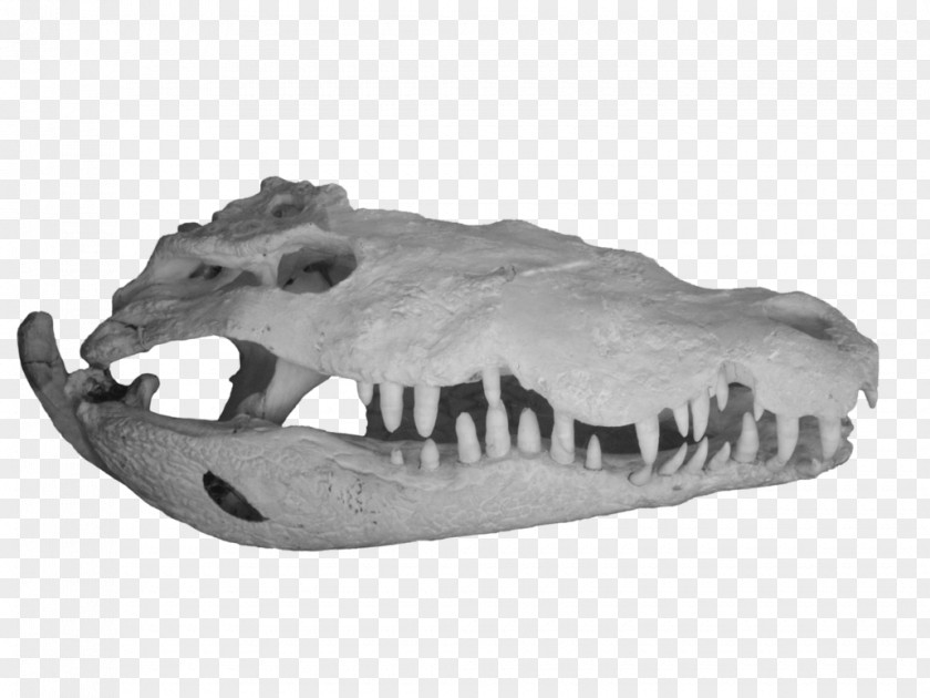 Alligator DeviantArt Crocodile Skull PNG