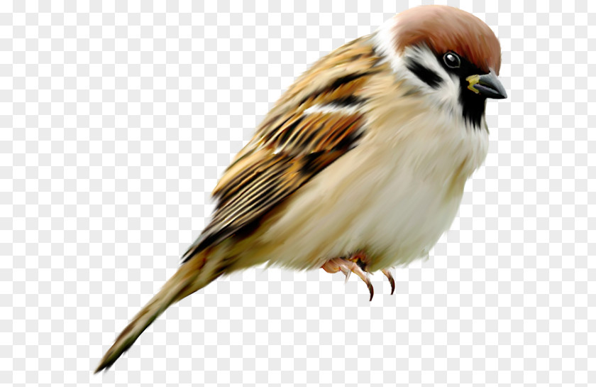 Bird House Sparrow Eurasian Tree Parrot-billed PNG