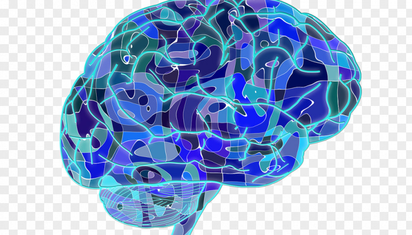 Brain Human Neuroscience Neuroplasticity Cognitive Training PNG