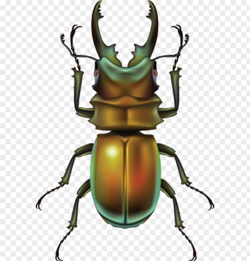 Brown Beetle Clip Art PNG