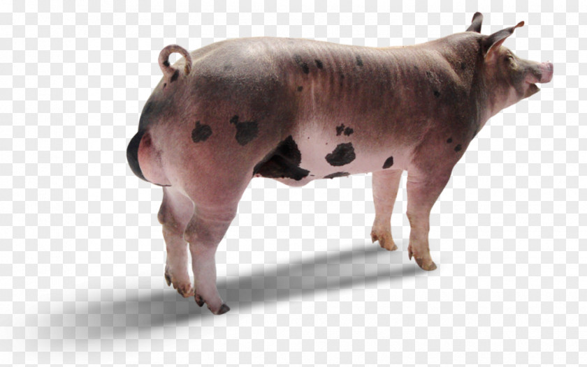 Pig Zebu Piétrain Duroc Topigs Norsvin España PNG