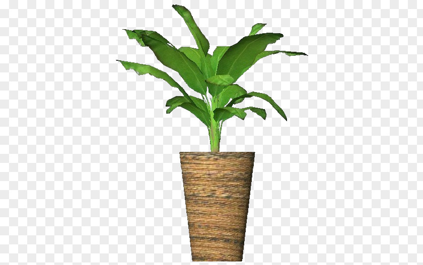 Potted Cooking Banana Plant Musa Ornata Plane Trees PNG