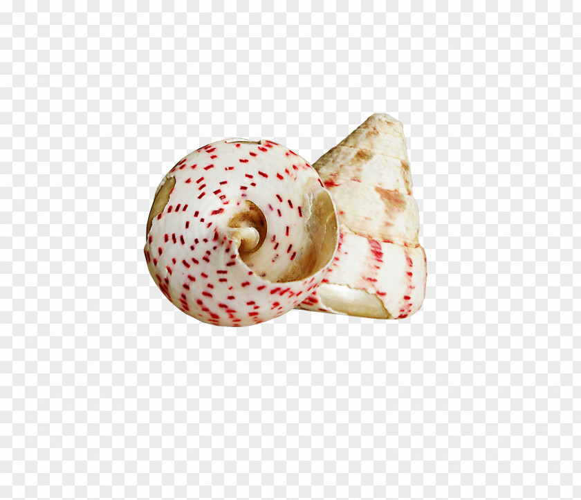 Pretty Creative Conch Sea Snail Clip Art PNG