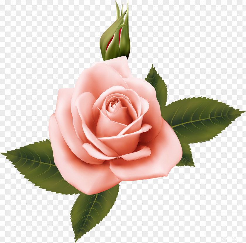 Rose Garden Roses Flower Mobile Phones Centifolia Desktop Wallpaper PNG