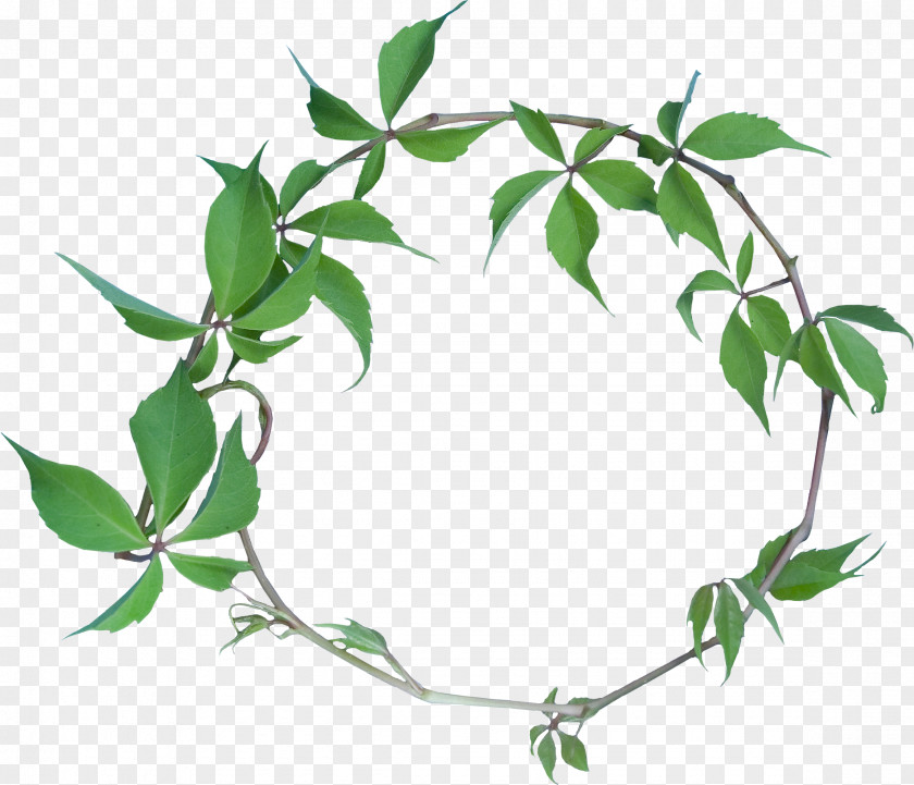 Green Leaf Garland Flower PNG