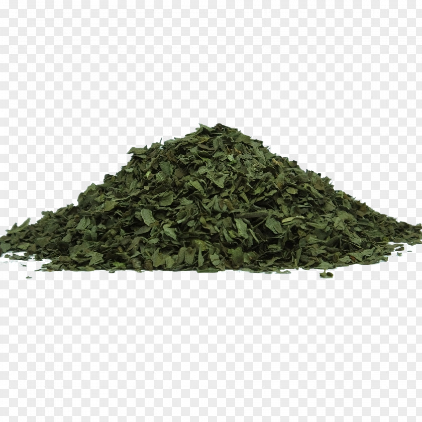Green Tea Holy Basil Herb Food Drying Leaf PNG