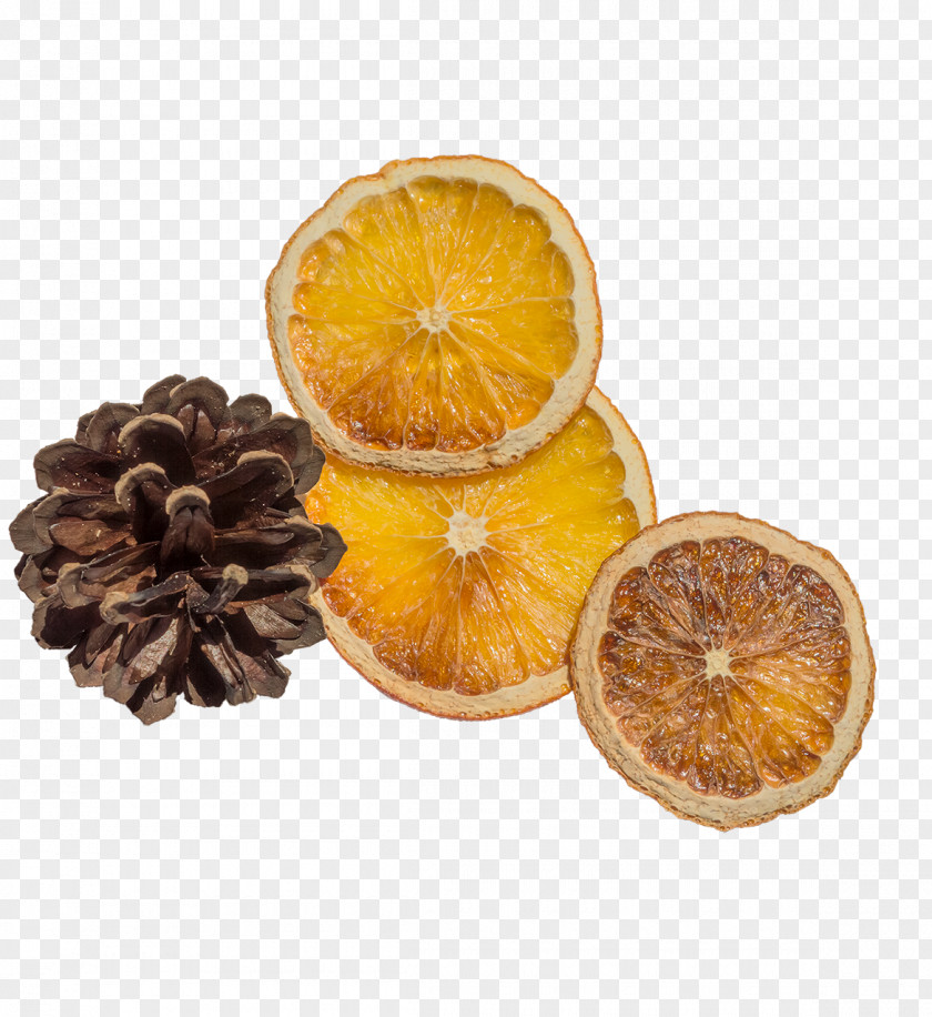 Lemon Echinacea Orange Slice Download PNG