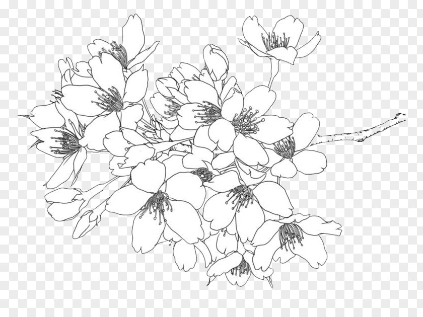Line Drawing Flowers Cherry Blossom Illustration PNG