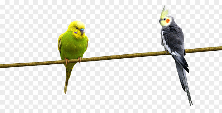 Parrot Bird PNG