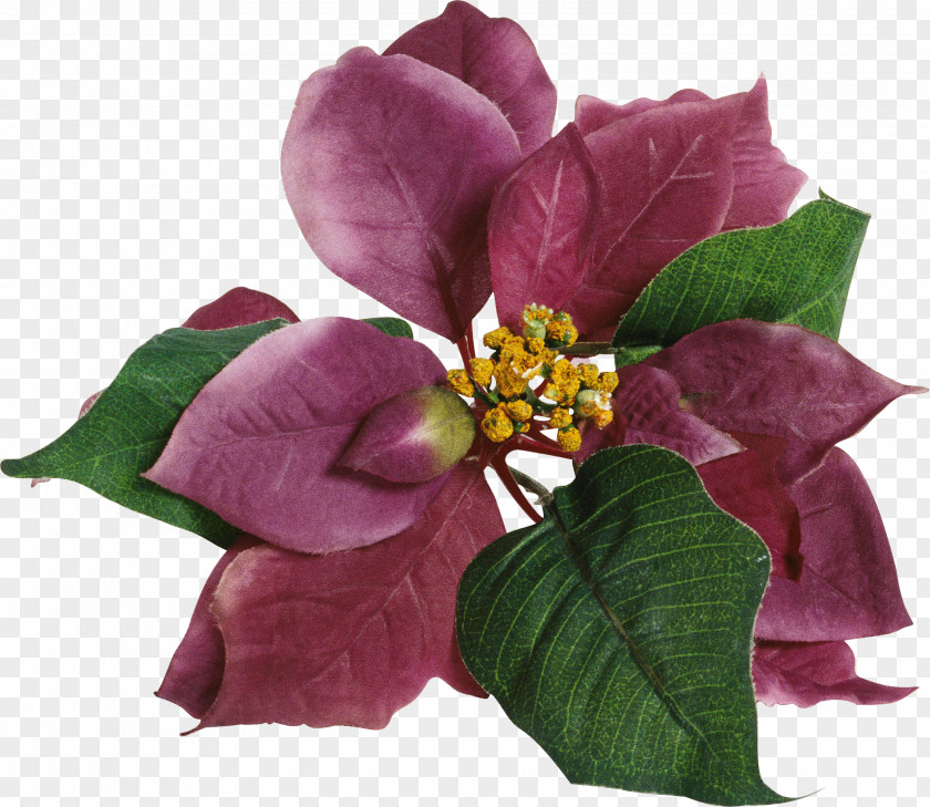 Rose Cut Flowers Petal PNG