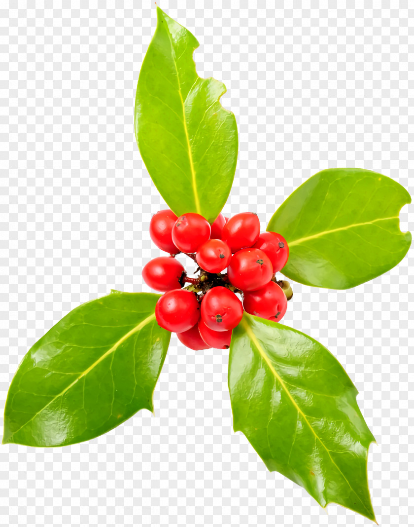 Schisandra Woody Plant Christmas Holly Ilex PNG