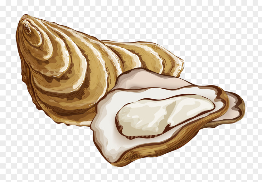 Shore Conch Oyster Drawing Mineral Food PNG