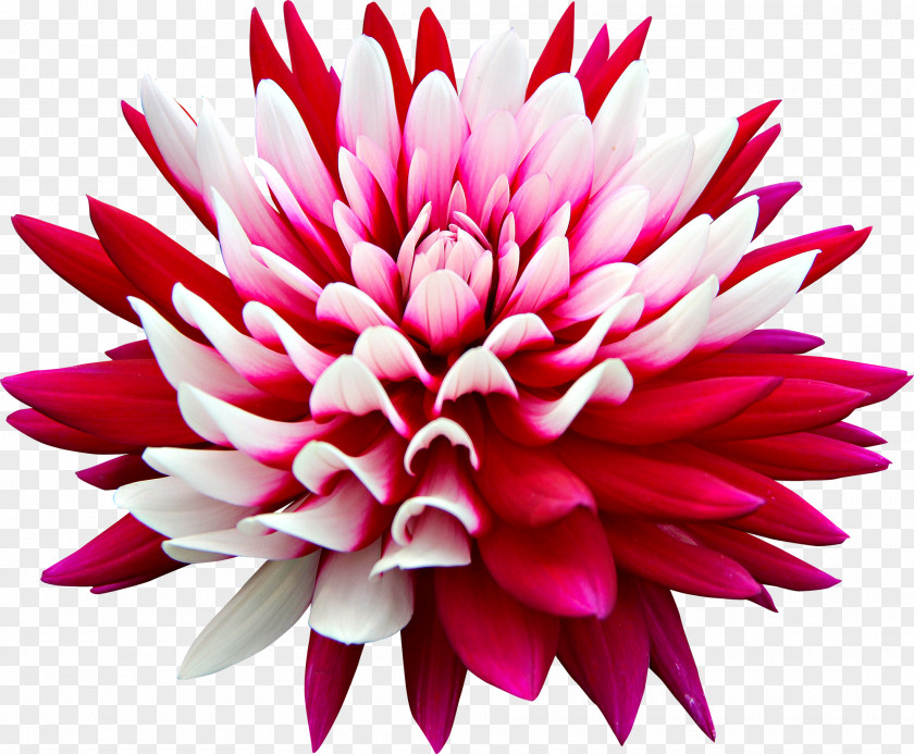 Chrysanthemum Dahlia Pink Flowers Desktop Wallpaper Rose PNG