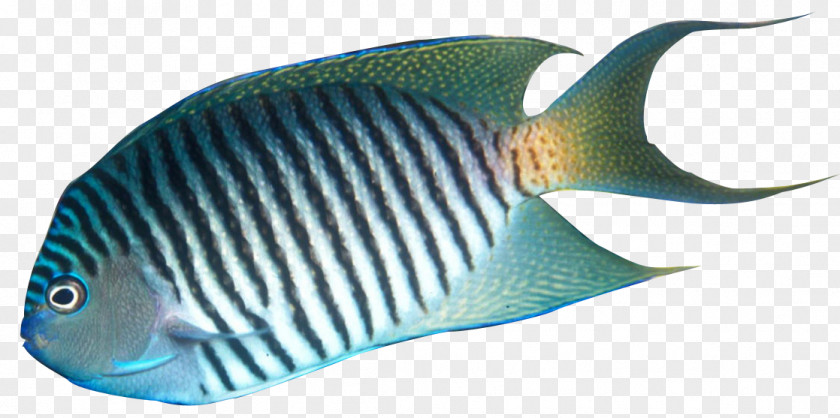 Fish Angelfish Palette Surgeonfish Yellow Tang Clip Art PNG