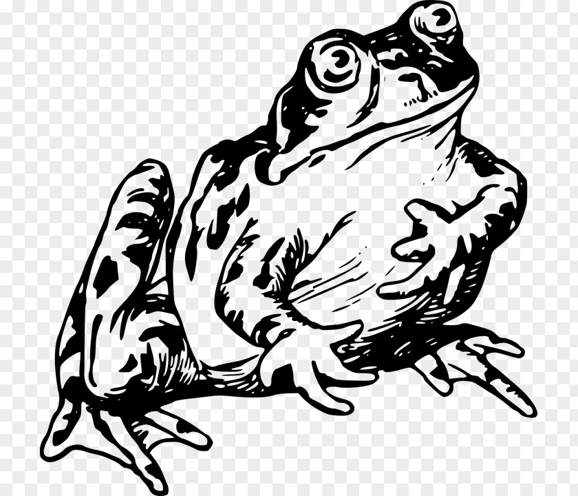 Frog Common And Toad Drawing Clip Art PNG