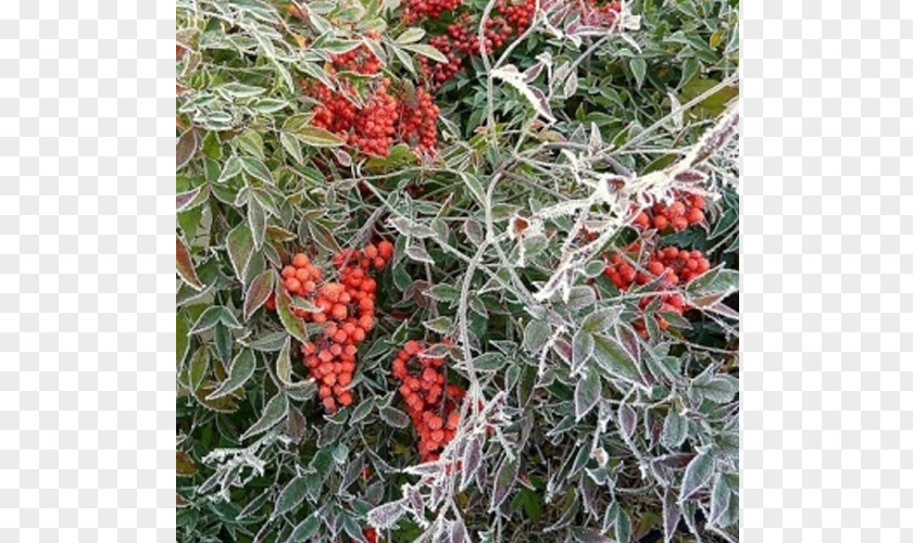 Nandina Domestica Thunb Shrub Sacred Bamboo Hedge Garden Evergreen PNG