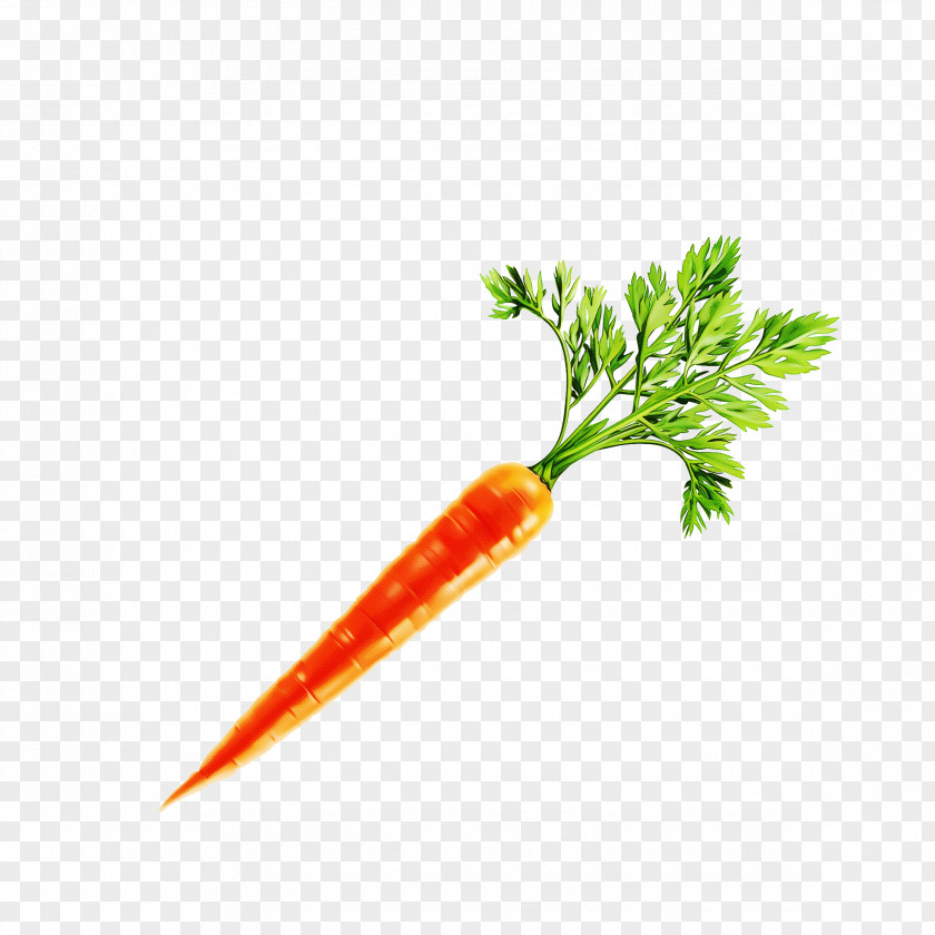 Parsley PNG