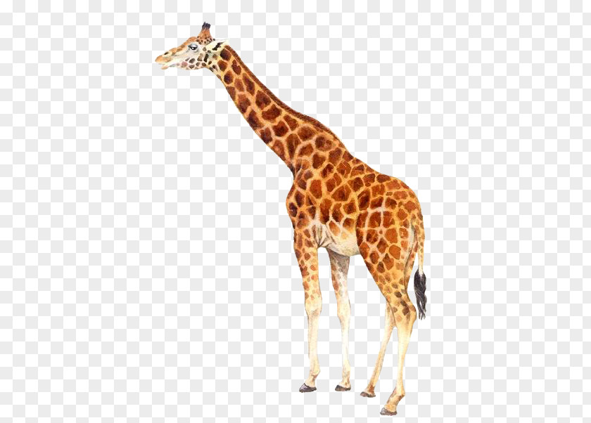 Real Cute Giraffe Northern Clip Art PNG
