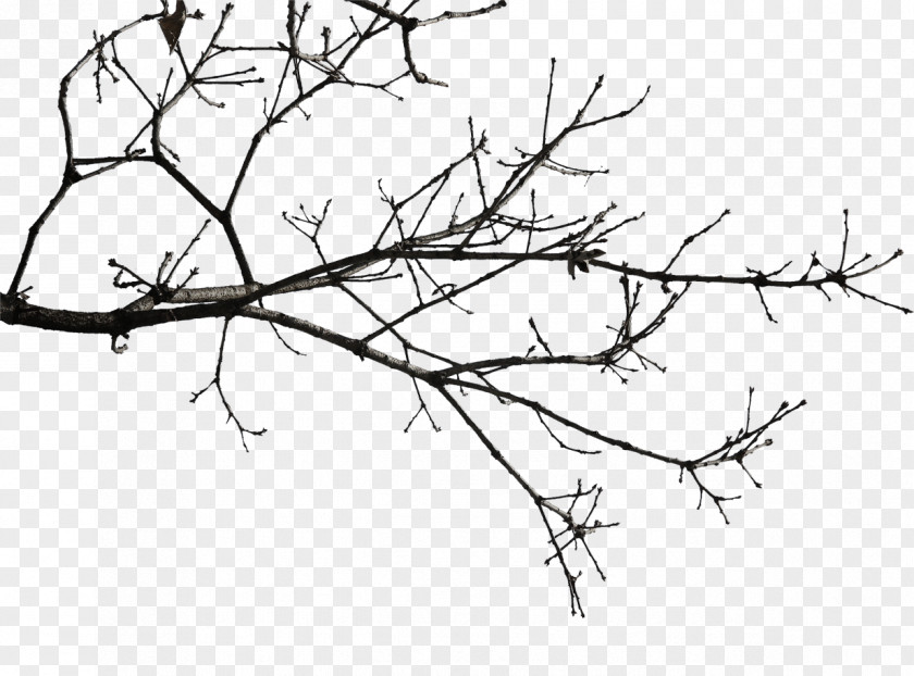 Yeah Tree In Winter Twig Download Icon PNG