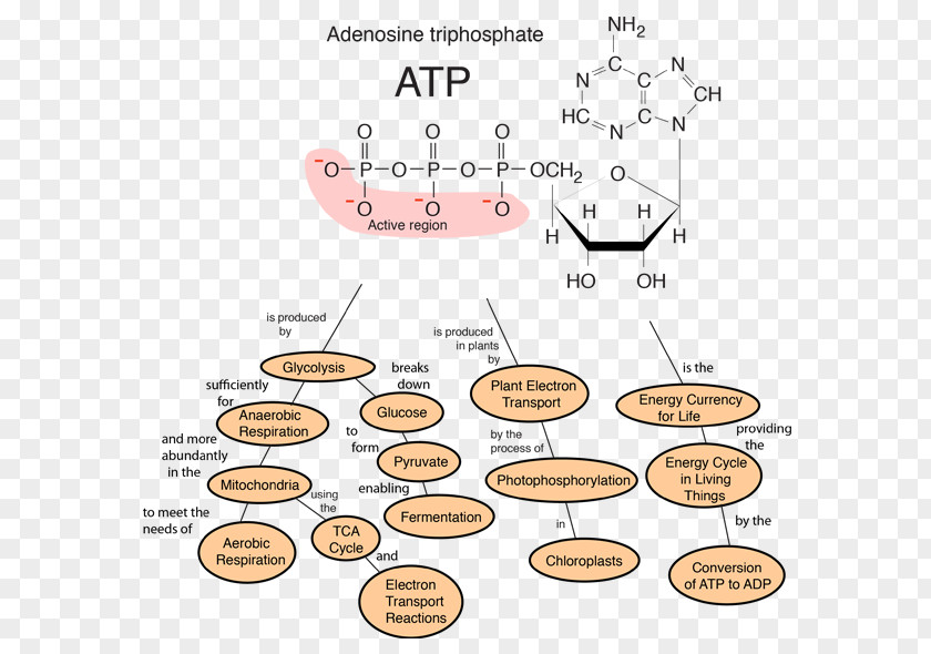 Atp Protein Cell Membrane Biology Ribosome PNG