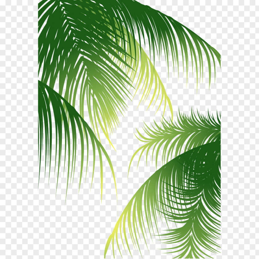 Coconut Tree Material Euclidean Vector Arecaceae PNG