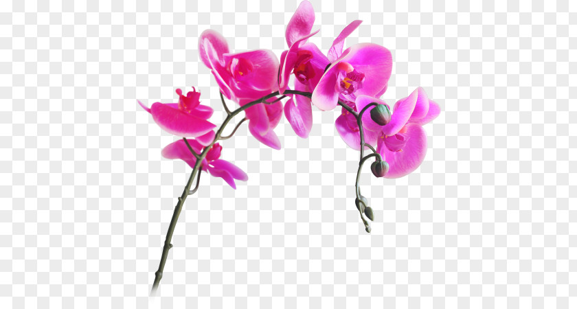Flower Moth Orchids Artificial Cut Flowers PNG