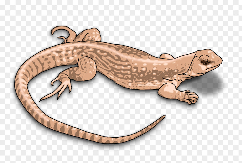 Lizard Images Komodo Dragon Clip Art PNG