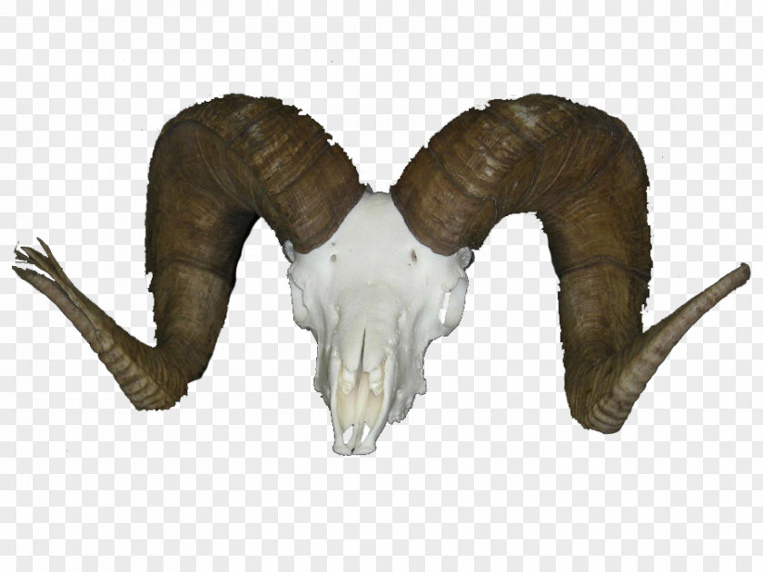 Sheep Horn Goat Deer PNG