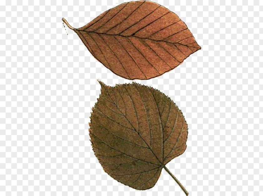 Vf Leaf PNG