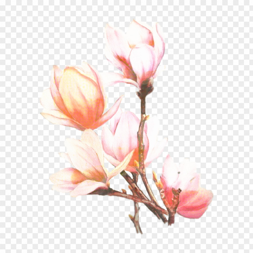 Blossom Pedicel Pink Flower Cartoon PNG