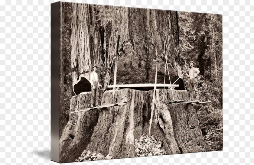 Giant Sequoia Trunk Gallery Wrap Canvas Humboldt County, California Coast Redwood PNG