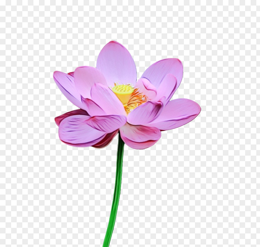Sacred Lotus Plant Stem Cut Flowers Petal Flower PNG
